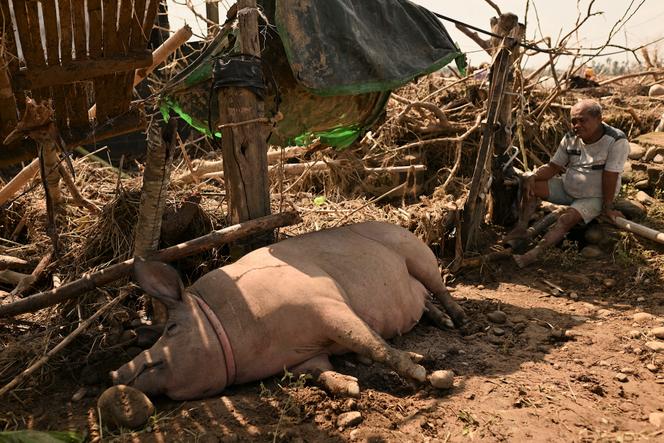 Um homem em frente a sua casa danificada ao lado de seu porco resgatado das enchentes causadas pelo tufão Usagi, em Gonzaga, província de Cagayan, norte das Filipinas, em 15 de novembro de 2024.