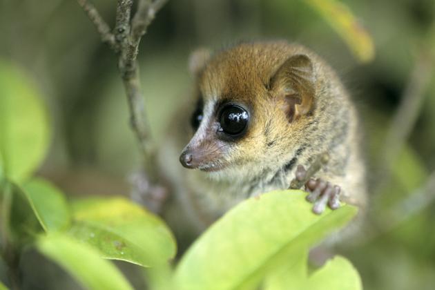 Un microcèbe, sur l’île de Madagascar, en avril 2018.