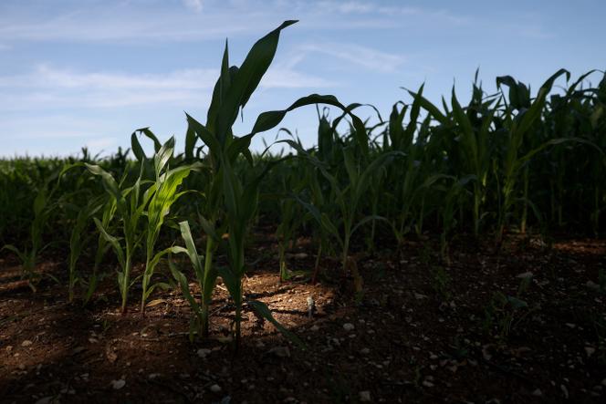Un champs de maïs à Saint-Sauvant (Charente-Maritime), le 18&nbsp;juillet&nbsp;2024.