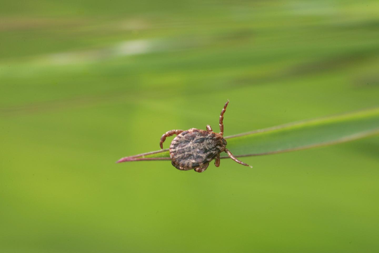 Carried by migratory birds, ticks' survival is improving as the climate warms