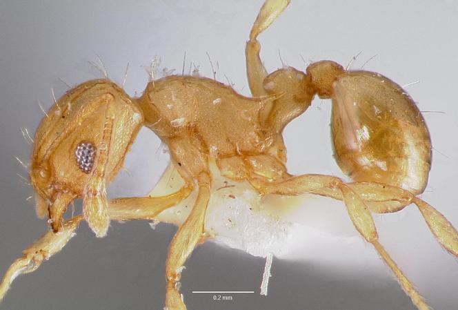 Formiga elétrica, 2024.