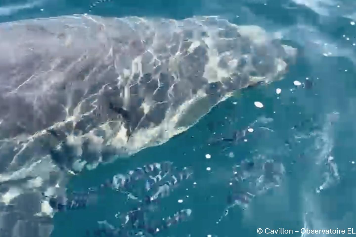 Rare great white shark spotted in the Mediterranean, off the French coast