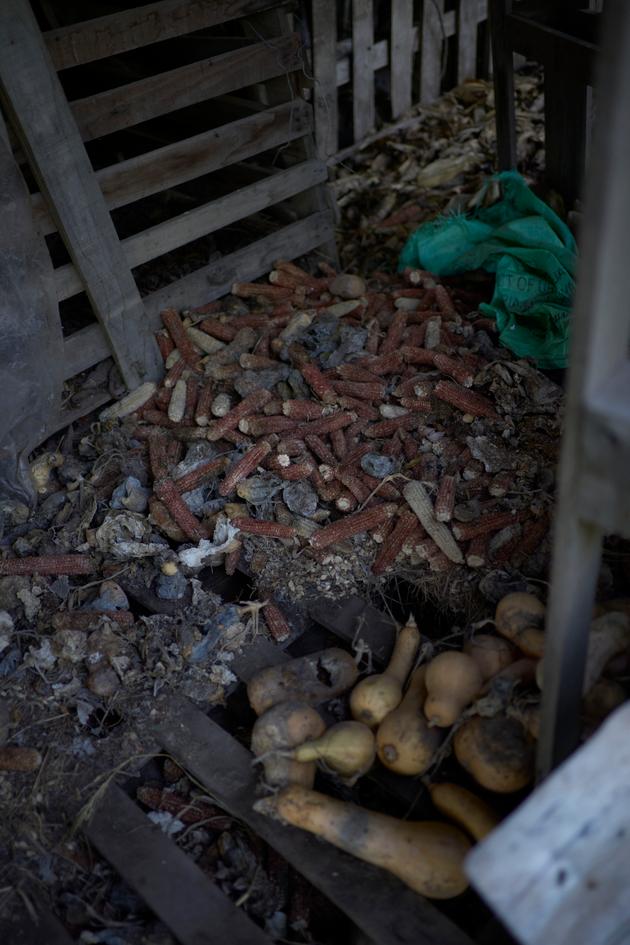 Corn and pumpkins are grown on the farm to feed the chickens in José "Pepe" Mujica and Lucía Topolansky's home. November 6, 2024 