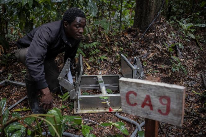 Un scientifique vérifie les instruments installés au sol pour mesurer l’accumulation de dioxyde de carbone dans les arbres de la réserve de biosphère de Yangambi, à 100 km de la ville de Kisangani, dans le nord de la République démocratique du Congo, en septembre 2022.
