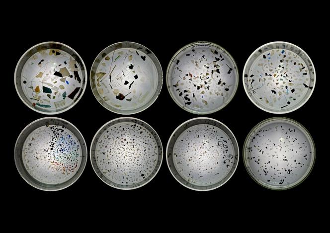 Microplastiques supérieurs à 1mm prélevés au large du cap Corse et équivalent à plusieurs millions de microplastiques au kilomètre carré.