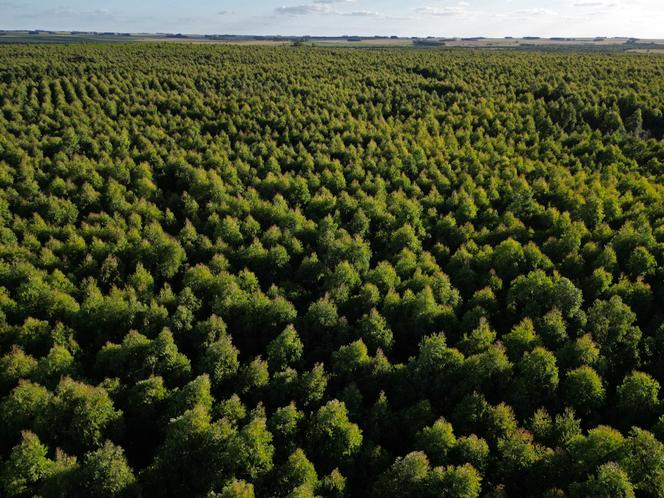 Une plantation d’eucalyptus dans la campagne à quelque 185 kilomètres au nord de Montevideo près de Capilla del Sauce, le 27 janvier 2024.