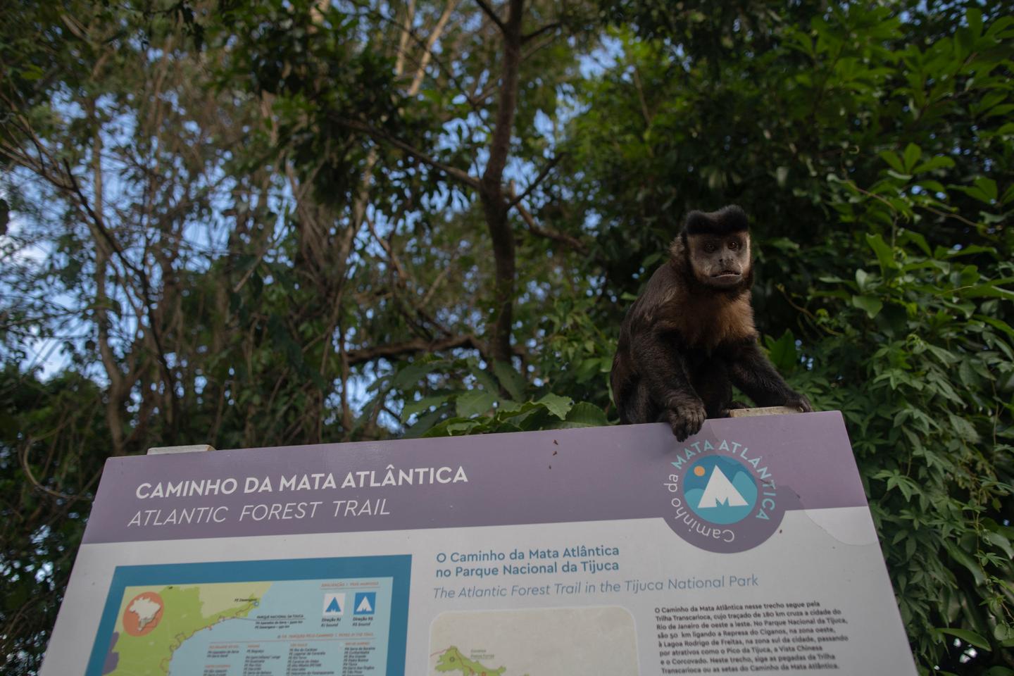 Brazil's restoration of the 'Atlantic Forest' is beginning to bear fruit