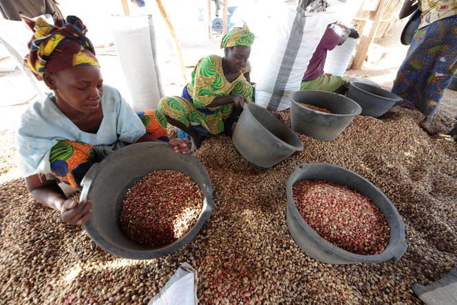 Tri des arachides à Dinguiraye, dans l’ouest du Sénégal, en février 2013.