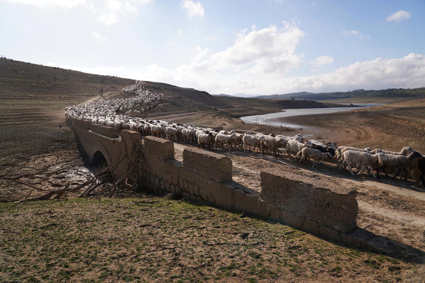 COP16 to combat desertification kicks off in Riyadh