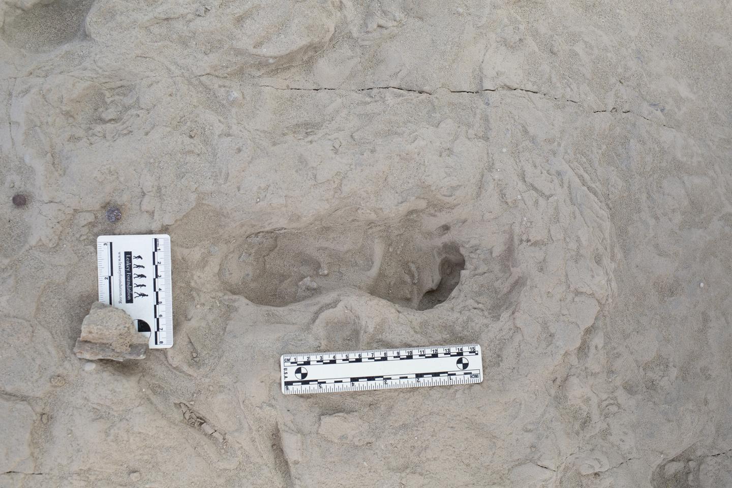 Footprints in Kenya reveal the cohabitation of two hominin species