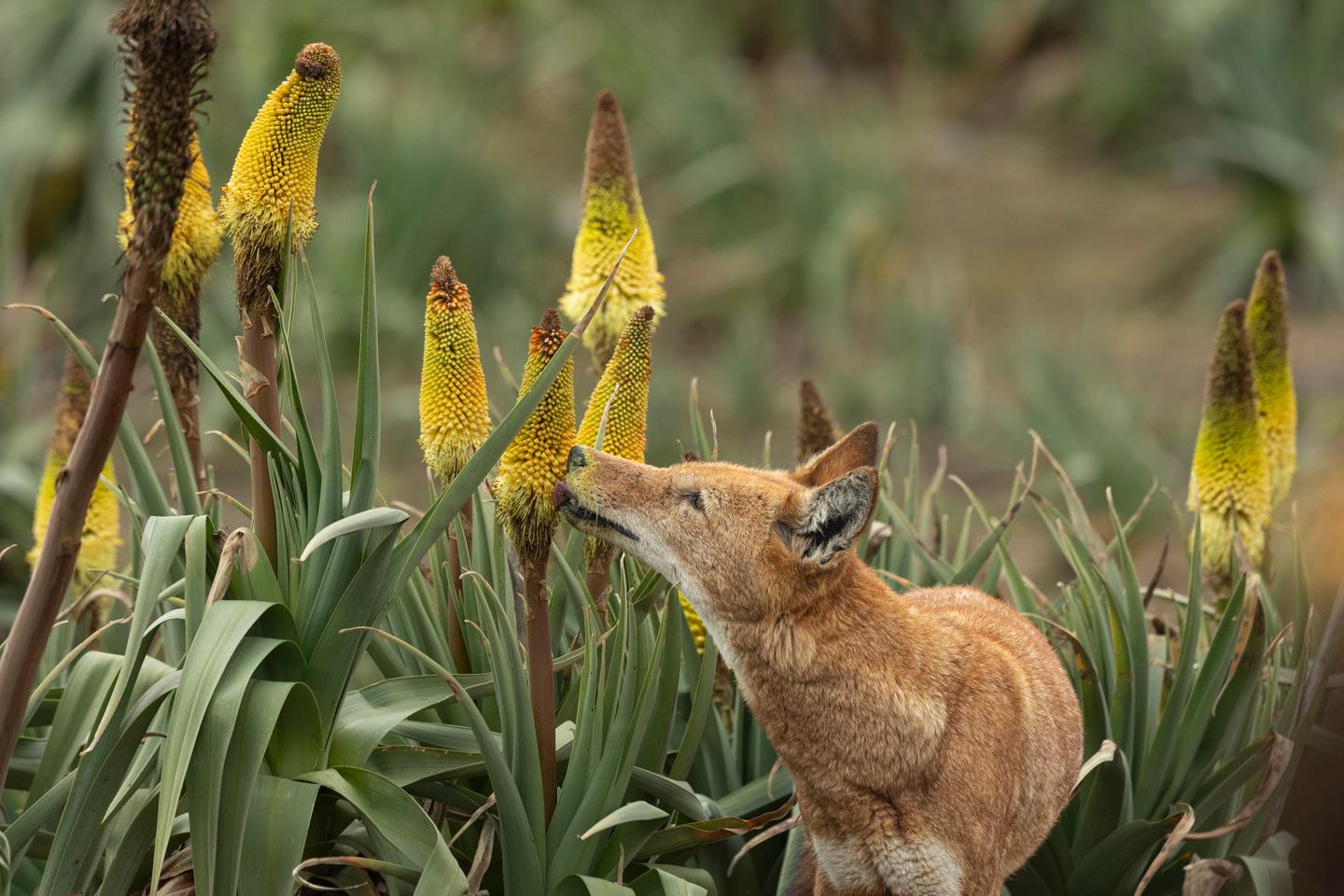 Ethiopian wolves seen foraging for nectar are potential pollinators