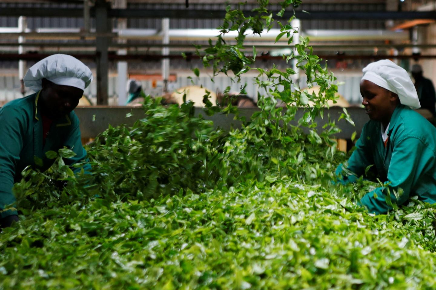 Le Kenya fait face à d’énormes stocks de thé invendu