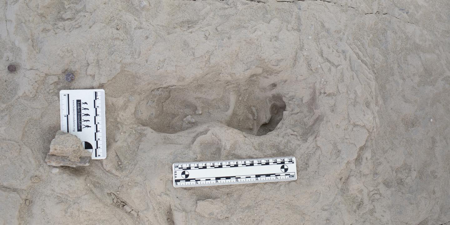 Footprints in Kenya reveal the cohabitation of two hominin species
