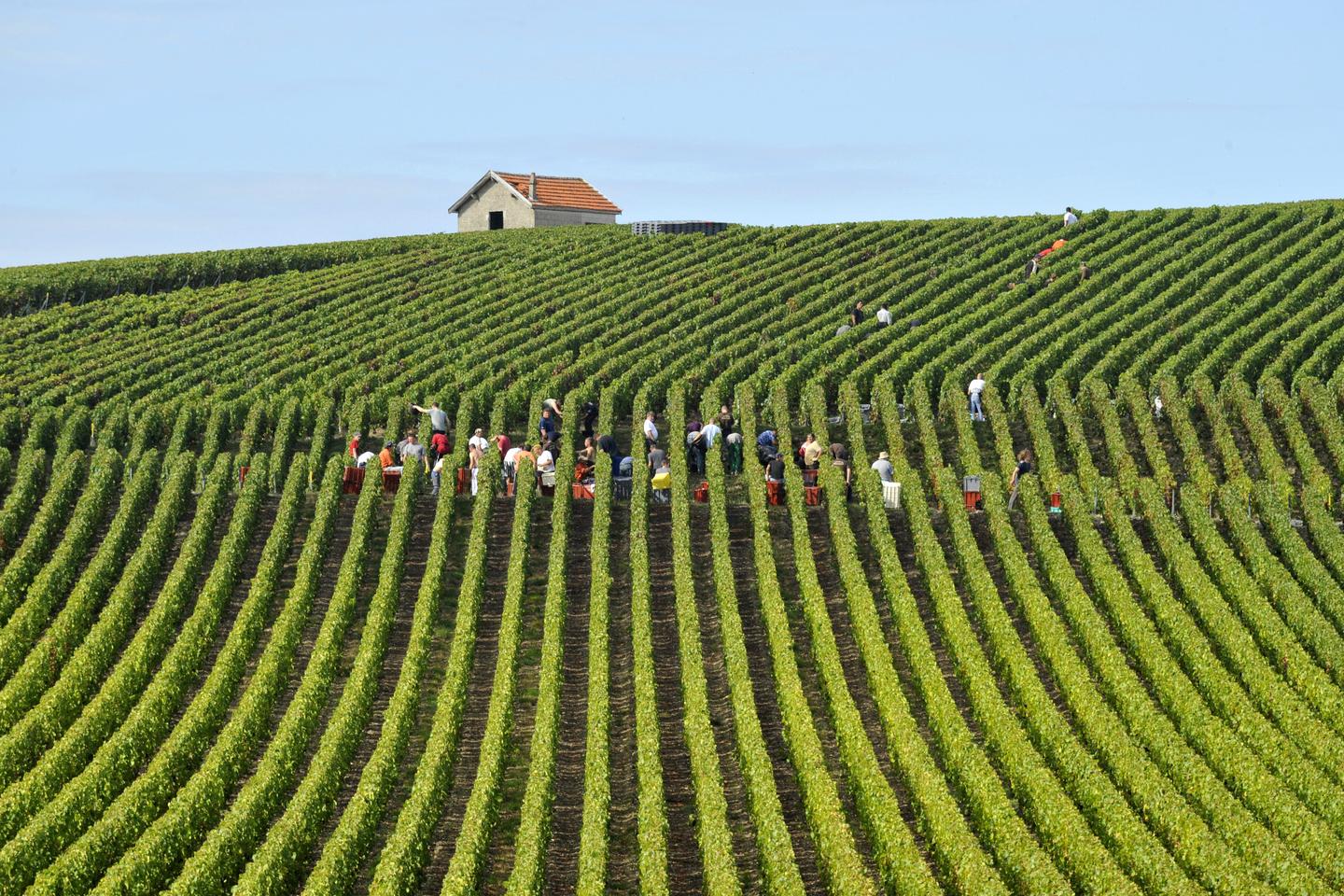 Blancs de noirs champagnes are increasingly popular