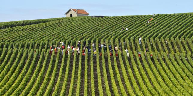 Victime de la météo, la valeur de la production agricole française en repli de 7,5 % en 2024
