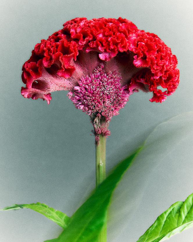 Une célosie rouge.