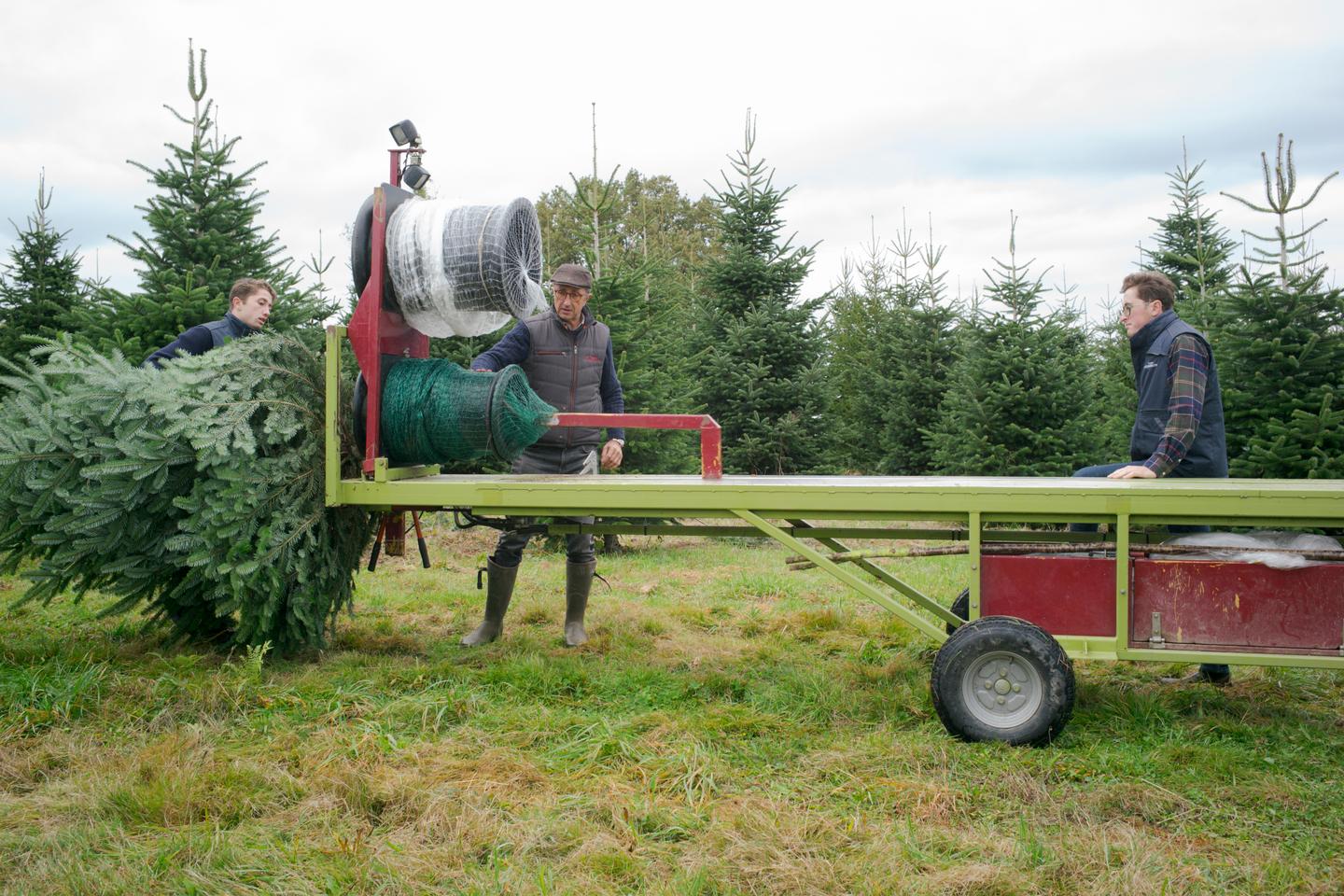 In this family, four generations have made a living from Christmas trees