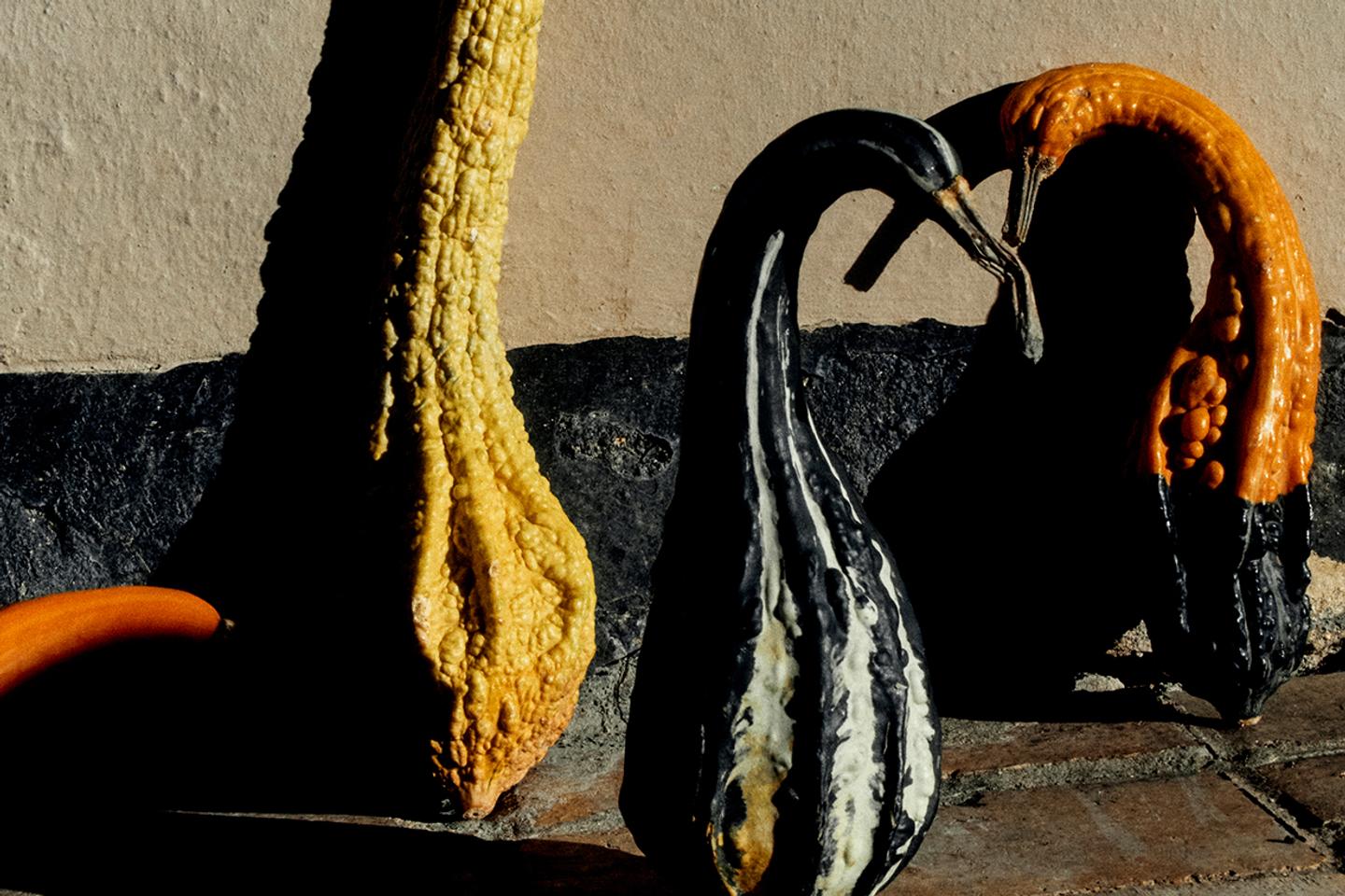 From pumpkin to zucchini, squash is winter's culinary star