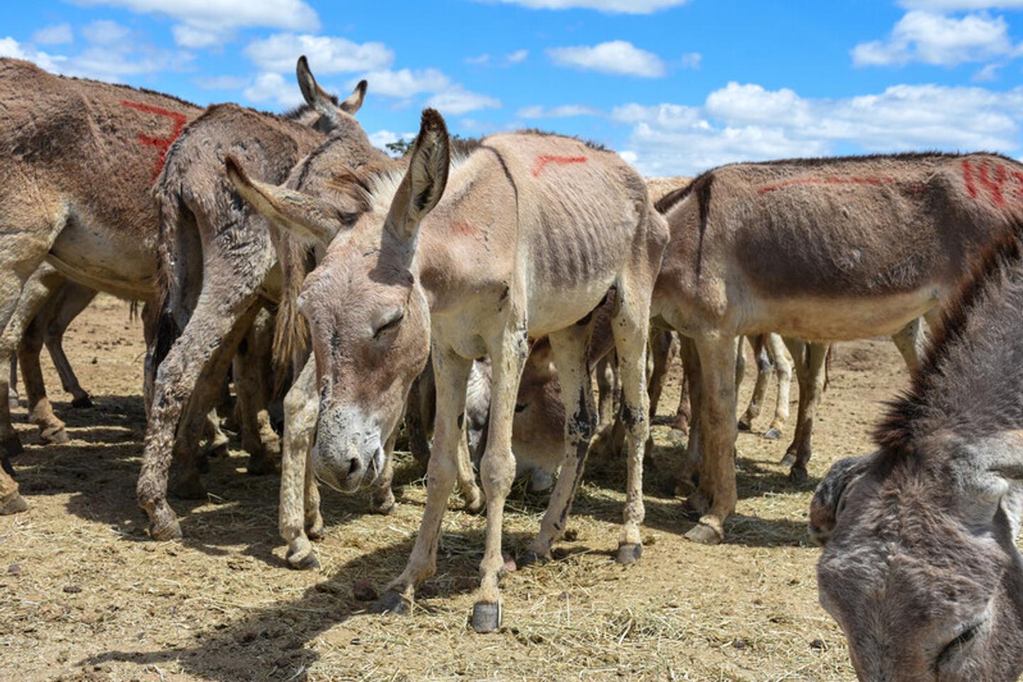 In Brazil, donkeys are slaughtered to produce a remedy for traditional Chinese medicine