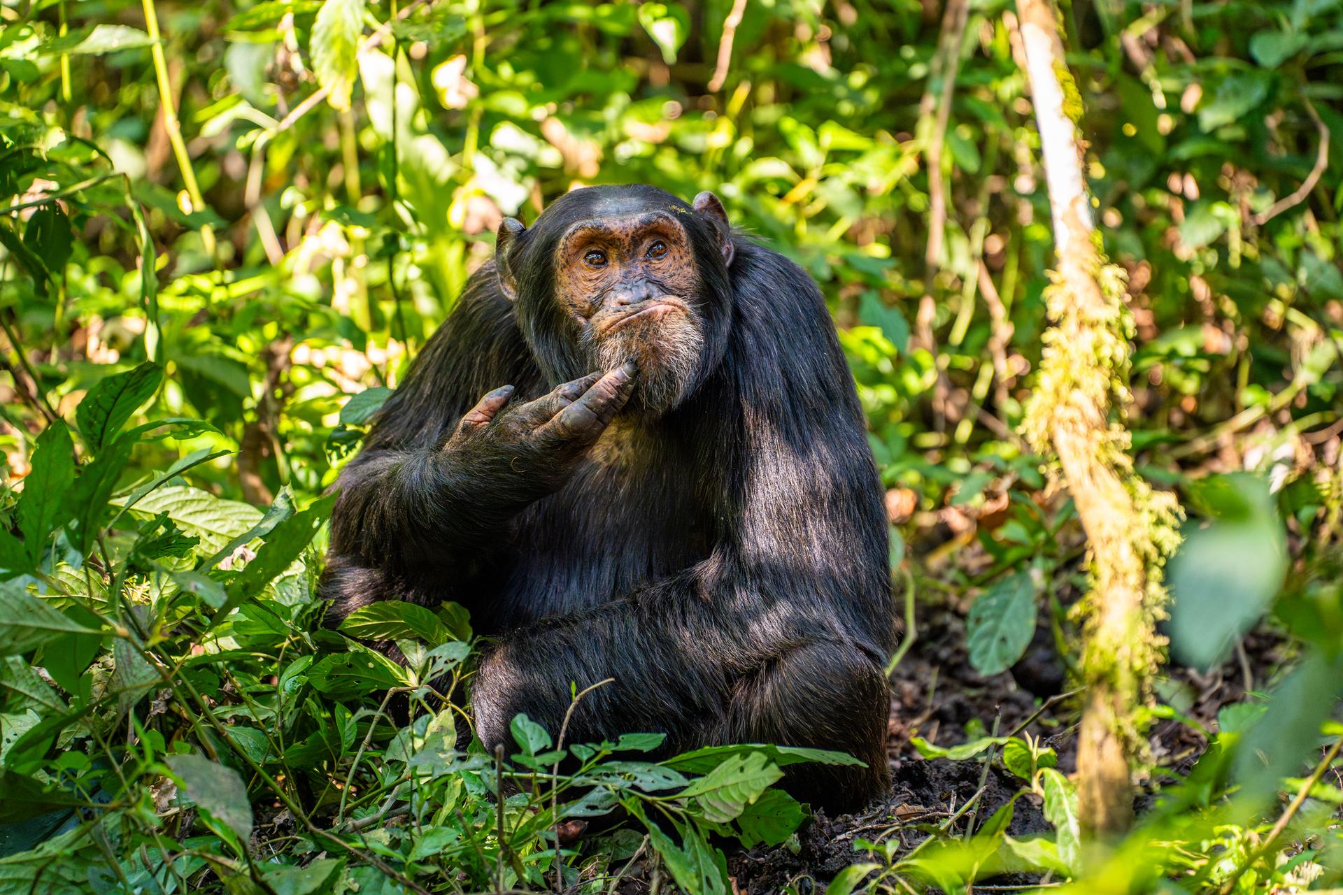 Um chimpanzé em Uganda, julho de 2023.