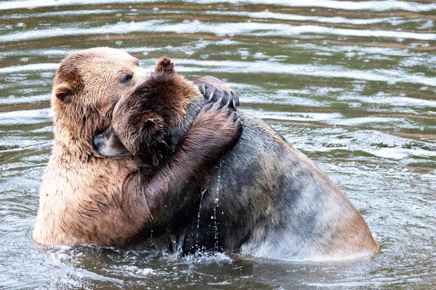 Ours bruns dans la région de Sitka en Alaska, mai 2024.