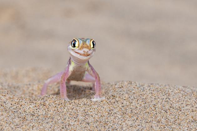 Un gecko des sables près du port de Sandwich, en Namibie, en mai 2022.
