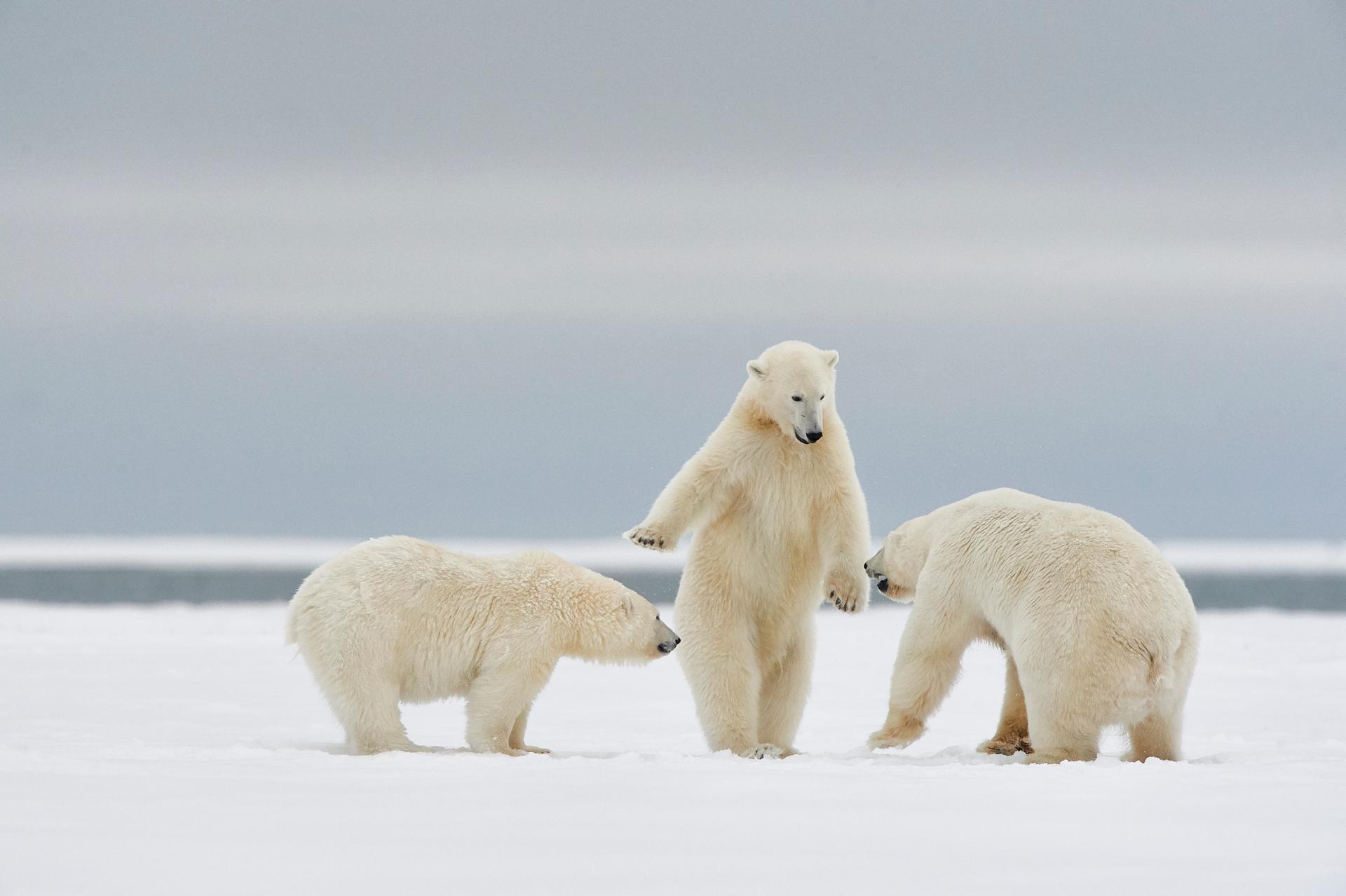 Ursos polares no Arctic Wildlife Refuge, Alasca, em outubro de 2013.