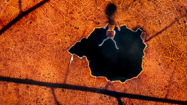     Une fourmi rouge à Maashorst, aux Pays-Bas, à l'automne 2024.