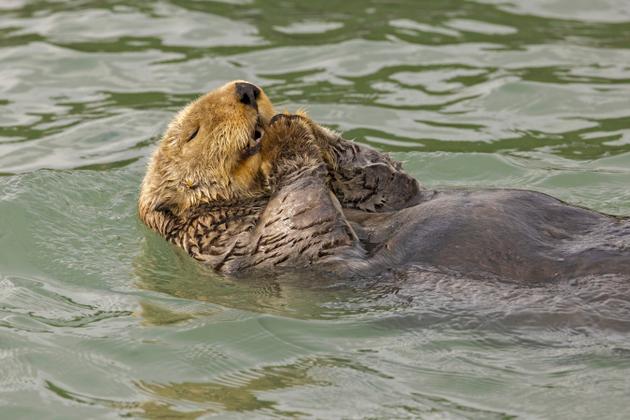 Une loutre de mer près de Duck Island, en Alaska, en juillet 2023.