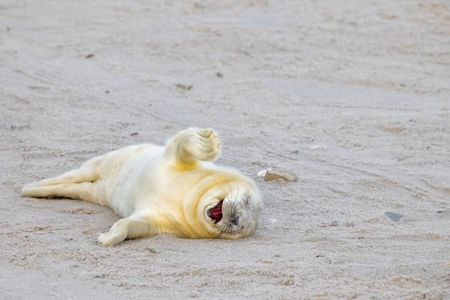 Un pinnipède dans l'archipel allemand d'Heligoland, décembre 2023.