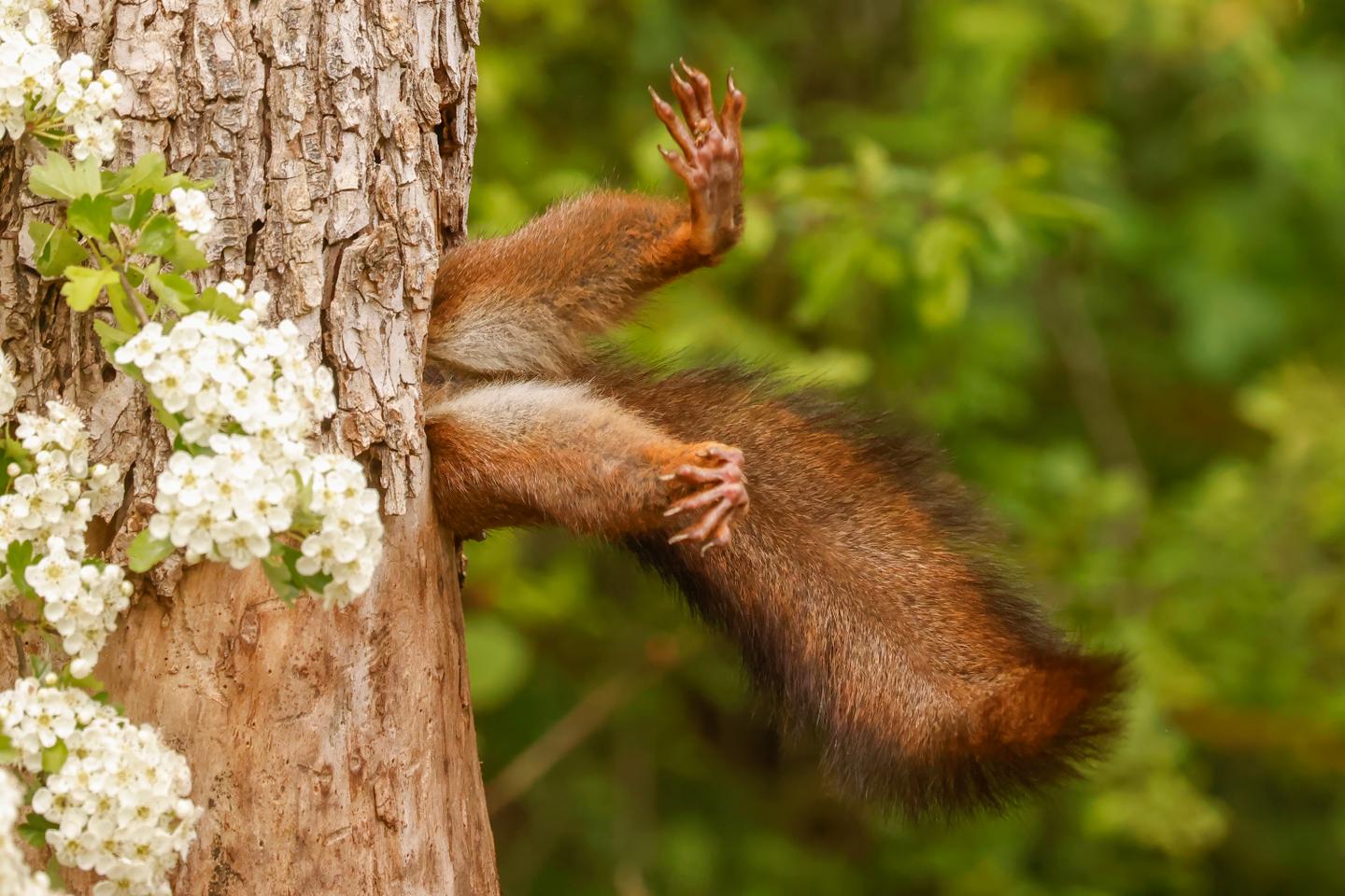 The best pictures from the Nikon Comedy Wildlife Photography Awards