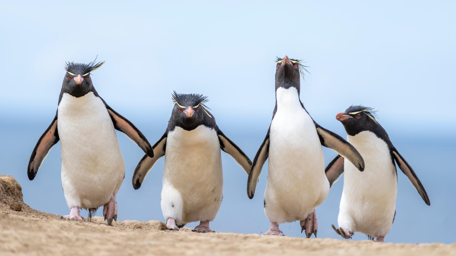 Pinguins Rockhopper nas Ilhas Malvinas, dezembro de 2022. 