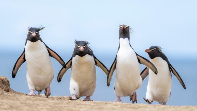 Manchots tachetés dans les îles Falkland, décembre 2022.