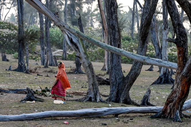 Une femme passant devant des arbres affectés par la salinisation du sol dans le village côtier de Satabhaya, dans le district de Kendrapara, dans l’Etat indien d’Odisha, à l’est du pays, le 26 février 2024.