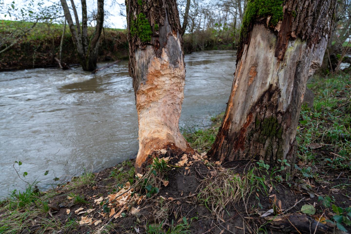 The beaver, a sometimes annoying yet very useful neighbor, is back in France