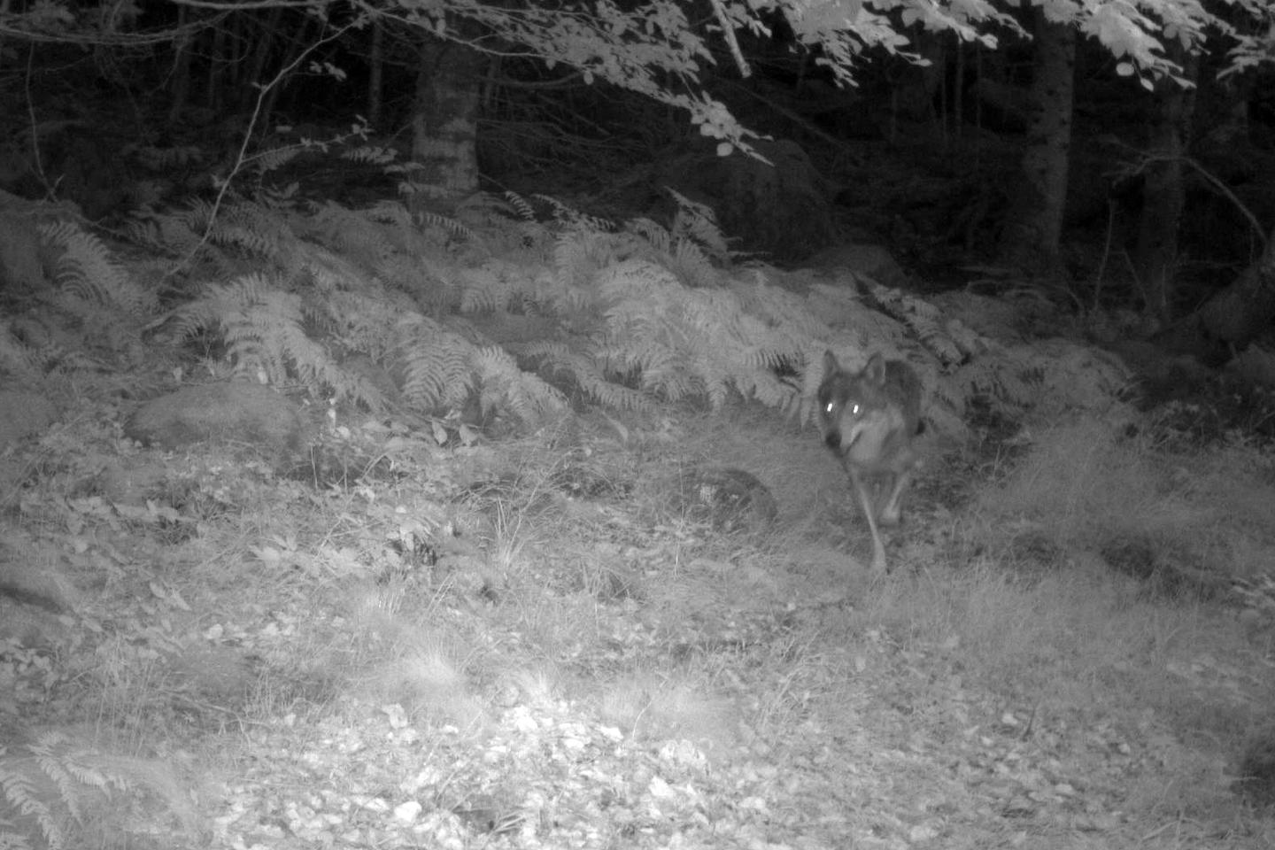 The number of wolves in France is no longer increasing