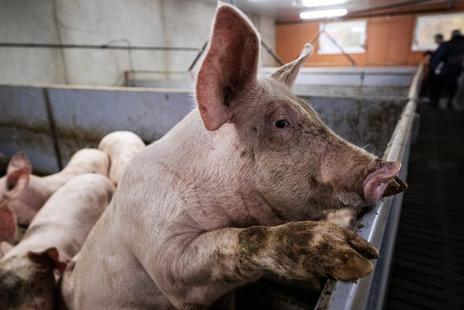 Dans un élevage porcin, à Confrançon (Ain), en novembre&nbsp;2022.