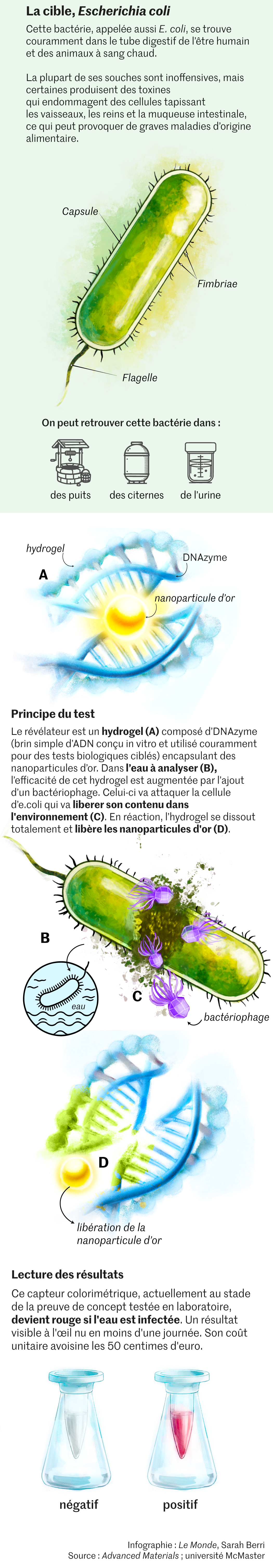Un test peu cher et utilisable par tous pour dtecter Escherichia coli Un test peu cher et utilisable par tous pour dtecter Escherichia coli