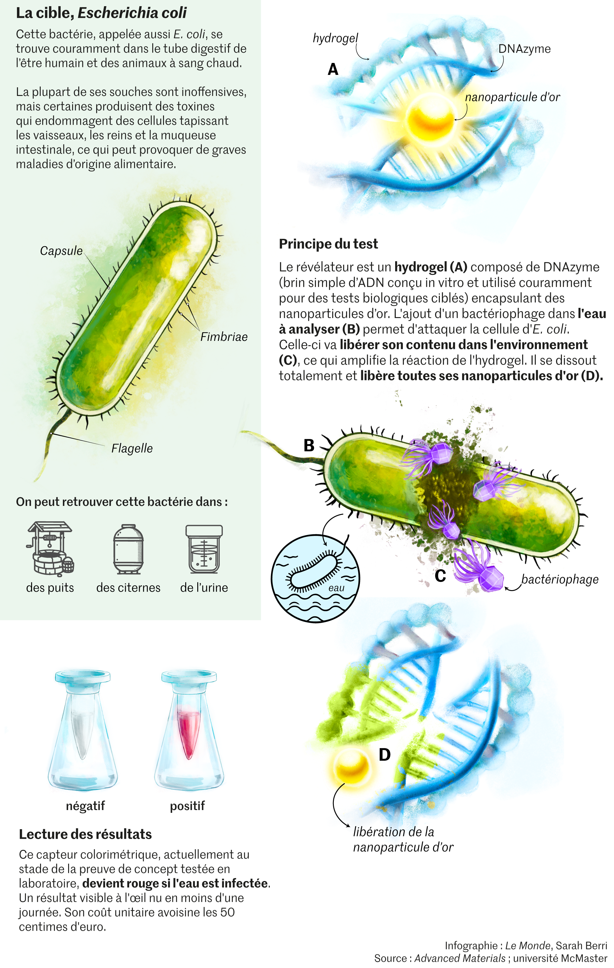 Un test peu cher et utilisable par tous pour dtecter  Escherichia coli