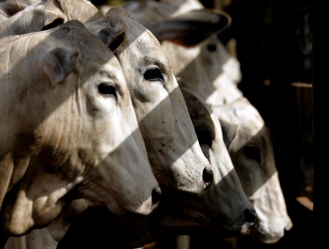 Gado Zebu em uma fazenda em Paulínia, Brasil, 30 de junho de 2017.
