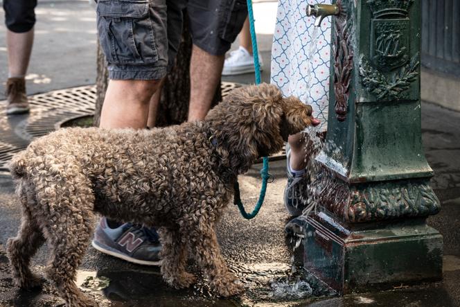Une fontaine d’eau potable à Paris, en juillet 2022.