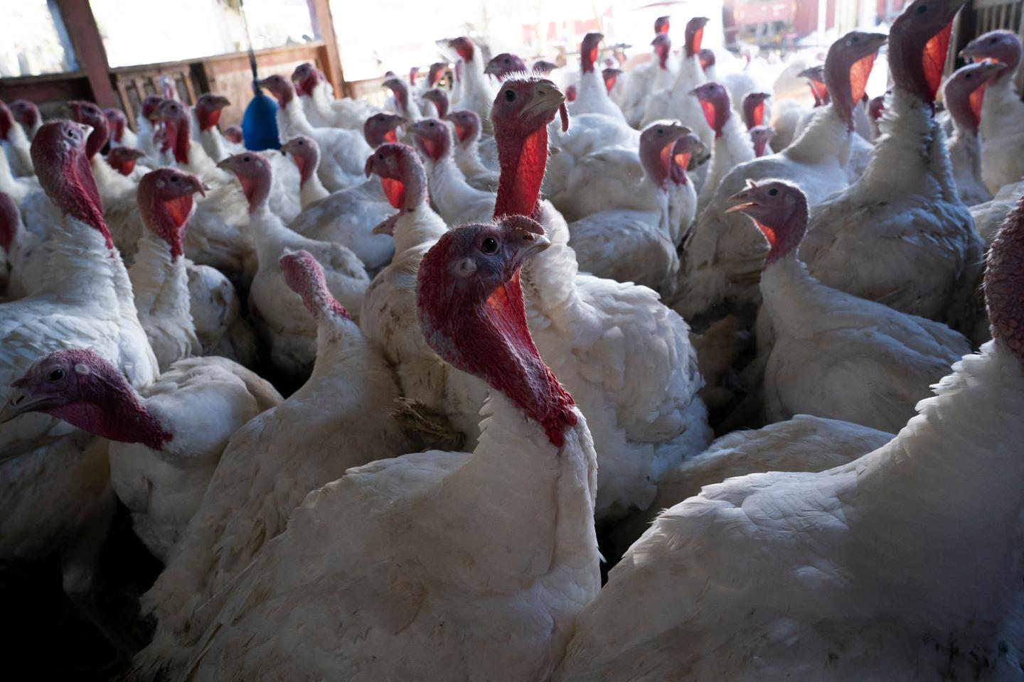 Un premier cas grave de grippe aviaire détecté chez l’homme aux Etats-Unis