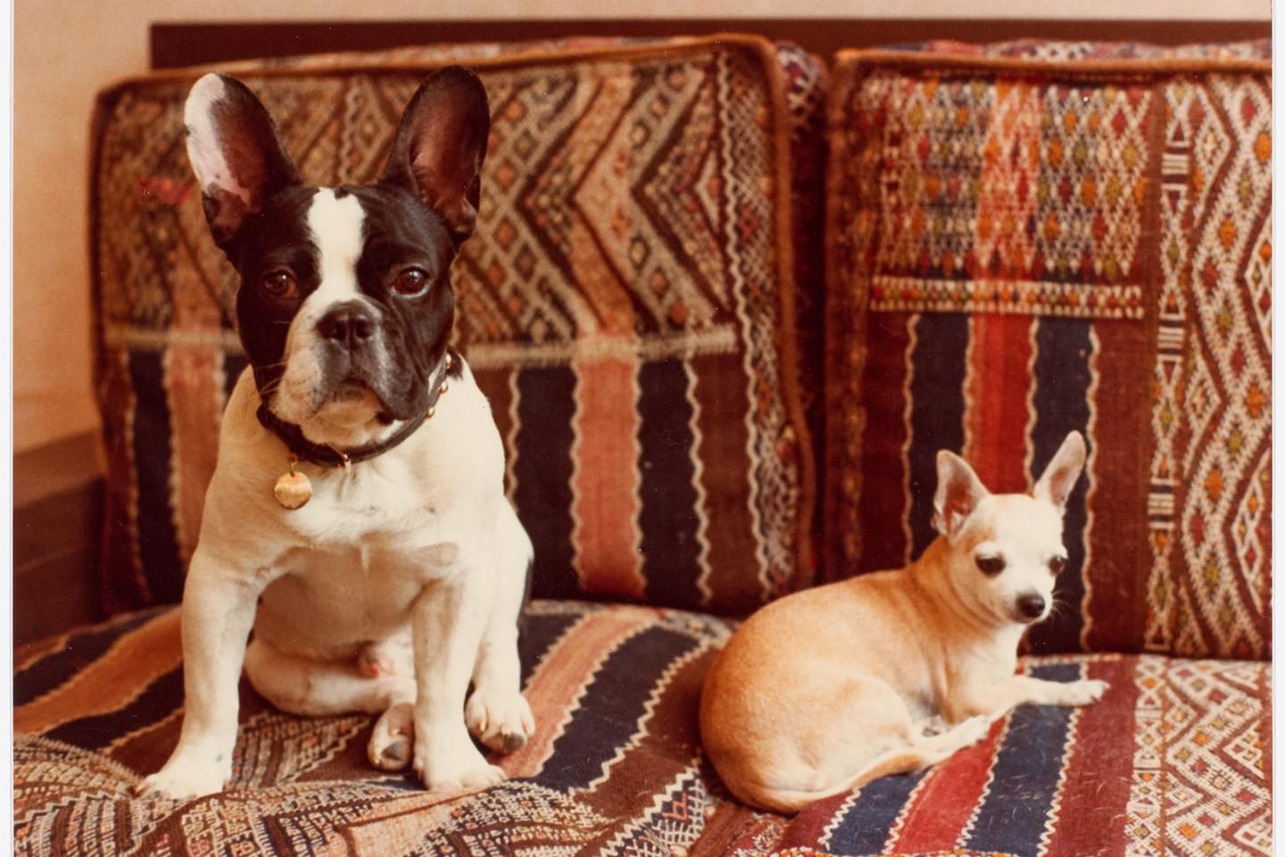 Book: Yves Saint- Laurent, a life of dogs