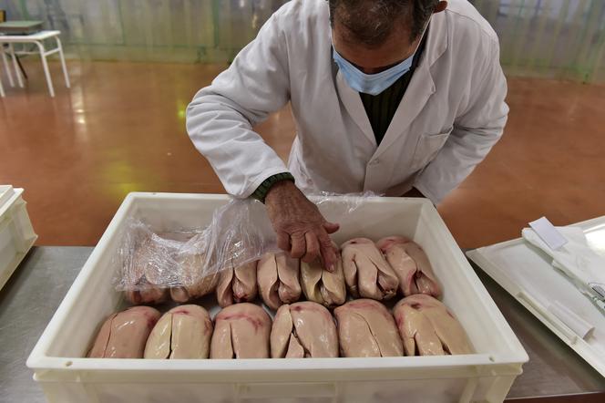 Controle de qualidade do foie gras, durante a feira de aves de Samatan (Gers), 9 de novembro de 2020.