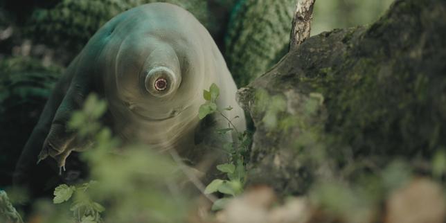 « Tardigrade, l’animal indestructible », sur Arte : les maxi-pouvoirs des mini-oursons d’eau