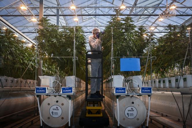 Une serre de cannabis médical à Cantanhede, au Portugal, le 13 septembre 2024.