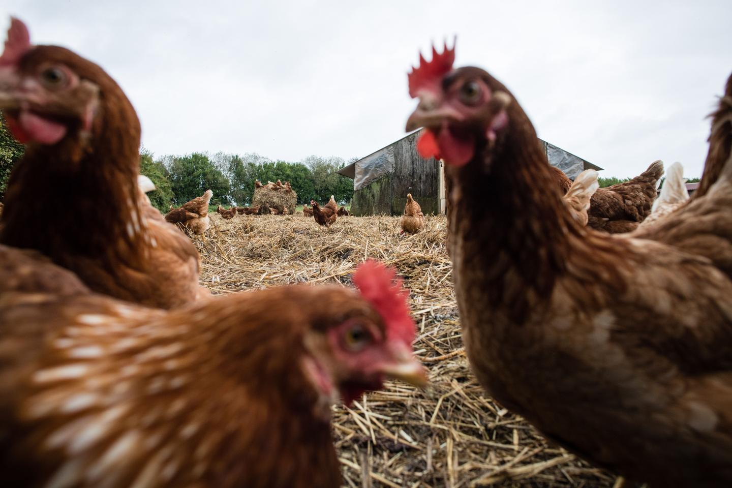 Grippe aviaire : la France a perdu son « statut indemne » après la découverte de foyers dans l’Eure et le Calvados