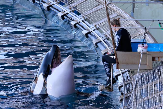 No parque aquático Marineland, em Antibes (Alpes-Maritimes), 23 de dezembro de 2024.