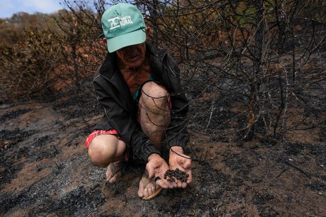 Un producteur de café tient une poignée de grains de café endommagés lors d’une inspection de sa plantation détruite par des incendies de forêt dans une zone rurale de Caconde, dans l’Etat de Sao Paulo, au Brésil, mercredi 18 septembre 2024.