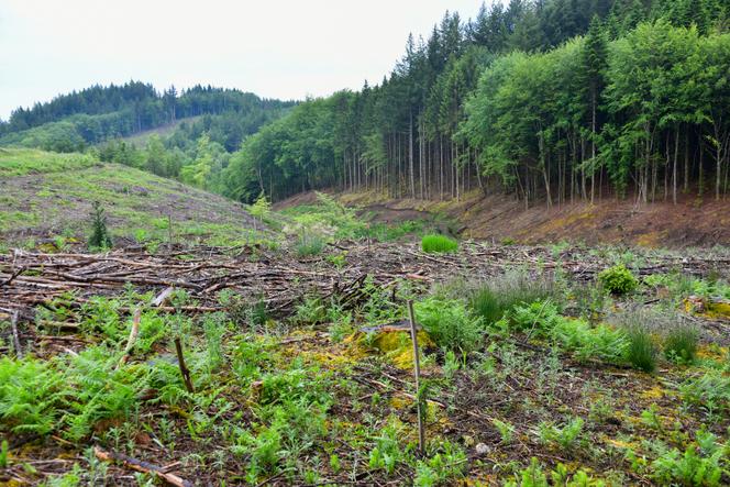 Une forêt sur le plateau de Millevaches après une coupe rase à Meynac (Corrèze), le 6 juin 2024.